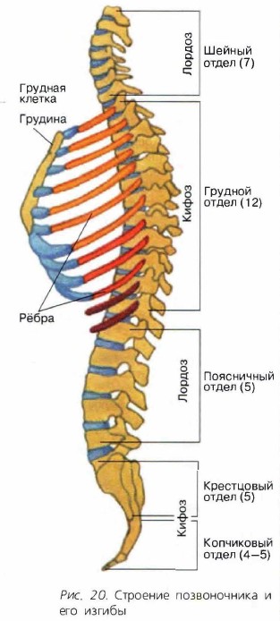 Грудная Клетка Человека Строение Фото